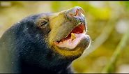 The Smallest Bear in the World | Earth's Tropical Islands | BBC Earth