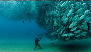 TUNA TORNADO - Huge Swarm of Jack Fish Dwarf Scuba Diver