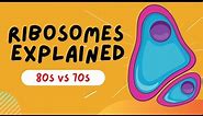 Ribosomes Explained - 80s VS 70s - STRUCTURE AND FUNCTION