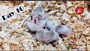 Roborovski Dwarf Hamster Babies Growing Up | Hamster Survival 🐹37
