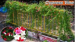 How to grow a beautiful Cypress Vine (Cardinal Climber) hedge.