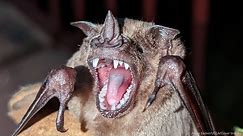 Bat's Amazing! Scientists Unravelling The Evolutionary Secrets Behind Vampires' Bites
