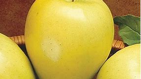 Golden Delicious Apple Tree  | Gurney's Seed & Nursery Co.
