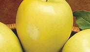 Golden Delicious Apple Tree  | Gurney's Seed & Nursery Co.