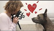 Muzzle Training: How To Get Your Dog To Love The Muzzle