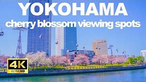 【4K🇯🇵】Tour of Yokohama's cherry blossom viewing spots