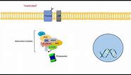 Wnt/β-Catenin Signaling Pathway | Overview, Purpose and APC Mutations