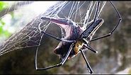 GIANT SPIDER EATS BATS