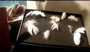 Angel Signs finding feathers