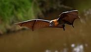 Fruit bats are the only bats that can’t use echolocation. Now we're closer to knowing why
