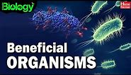 Beneficial Organisms | Useful and harmful Microbes | Biology | Home Revise