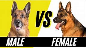 Male VS Female German Shepherd - Difference between Male and Female German Shephers