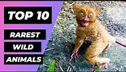 TOP 10 RAREST Animals In The Wild | 1 Minute Animals