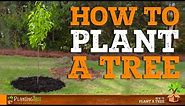 How To Plant A Tree | PlantingTree™