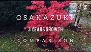 Osakazuki Japanese Maple 3 Years Growth Comparison | Autumn Colour | 12th November 2021