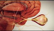 Animated Anatomy and Function of the Eye - Medical Animation