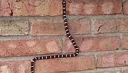 A Sonoran Mountain kingsnake was captured mimicking the classic cellphone game ‘Snake’