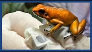 The golden poison frog: 'Like holding a loaded gun' | Guardian Docs