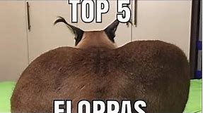 Top 5 floppas
