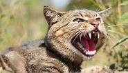 Feral and pet cats are hunting and killing billions of animals each year in Australia