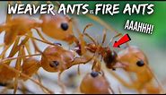 Ant War: Weaver Ants vs. Fire Ants