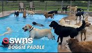 Adorable video shows 39 puppies leaping into a swimming pool to cool off on a hot day! | SWNS