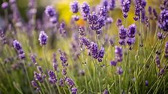 How to Grow and Care for English Lavender