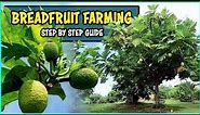 Breadfruit Farming | How to grow Breadfruit Tree