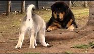 Alaskan Malamute puppy playing with Tibetan Mastiffs