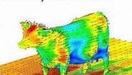 the aerodynamics of a cow