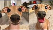 Very Funny Italian Greyhound ❤ - Must Watch!!🤣🤣🐕🐕...