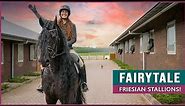 Riding and Driving Fairytale Friesian Horses!