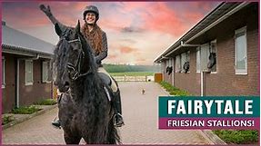 Riding and Driving Fairytale Friesian Horses!