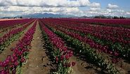 Skagit Valley Tulip Festival - Washington State - Skagit Valley Tulips