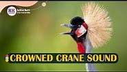 crowned crane sound, crowned crane call, grey crowned crane sound