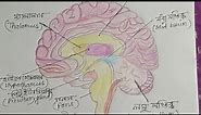 How to draw human brain||step by step||@iyquyi17