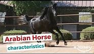 Arabian horse | characteristics, origin & disciplines
