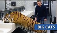 Ultimate Big Cats Compilation