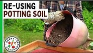 How To Reuse Old Potting Soil - Geeky Greenhouse