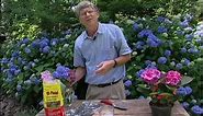 How to change the color of hydrangea flowers.