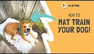 Dog Mat Training: Teaching Your Dog to Relax on a Mat!
