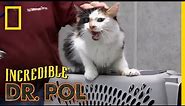 An Angry Cat Gets Vaccinated | The Incredible Dr. Pol