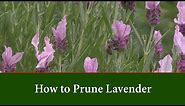 How to Prune Lavender by Cutting Back in Spring