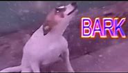 Funny brazil dog dancing!