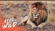 Scarface: The World's Most Famous Lion | Real Wild
