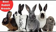 Top Rabbit Breeds for starting a Successful Farm
