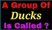 A group of Ducks is called | collective noun of Ducks