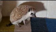 Hedgehog Poops on Our New Rug