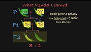 Mendel's P, F1, and F2 Generations Explained