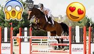 Best Horse Breeds Used for Show Jumping